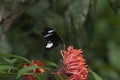 Papilio aegeus ssp. aegeus