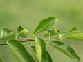 Papilio anactus caterpillar lava of Dainty Swallowtail butterfly Royalty Free Stock Photo