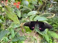 Papilio anchisiades butterfly on a leaf Royalty Free Stock Photo