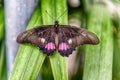 Papilio anchisiades, tropical butterfly, standing on a leaf Royalty Free Stock Photo