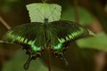 Amazing common peacock papilio bianor  butterfly. Royalty Free Stock Photo