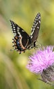 Papilio Butterfly Royalty Free Stock Photo