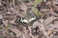 Papilio Butterfly from the Australian Outback