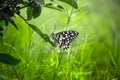 Papilio butterfly or The Common Lime Butterfly or chequered swallowtail hanging on to a plant leaf Royalty Free Stock Photo