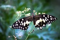 Papilio butterfly or The Common Lime Butterfly or chequered swallowtail hanging on to a plant with wings wide open Royalty Free Stock Photo