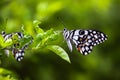 Papilio butterfly or The Common Lime Butterfly or chequered swallowtail hanging on to a plant leaf in natures green background Royalty Free Stock Photo