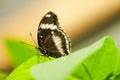 Papilio constantinus butterfly on green leaf Royalty Free Stock Photo