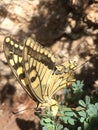 Papilio cresphontes, Giant Swallowtail butterfly feeding on green sakulenta.