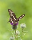 Papilio Cresphontes Giant Swallowtail Butterfly Royalty Free Stock Photo