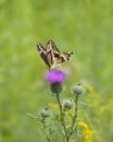 Papilio Cresphontes Giant Swallowtail Butterfly Royalty Free Stock Photo