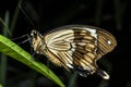 BuPapilio dardanus (the African Swallowtail,butterfly Royalty Free Stock Photo