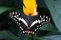 Papilio Demodocus Royalty Free Stock Photo