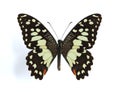 Papilio demodocus (Citrus butterfly) Royalty Free Stock Photo