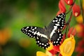 Papilio demodocus, citrus swallowtail or Christmas butterfly on the red and yellow flower in the nature habitat. Beautiful insect