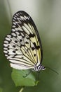 Papilio demoleus