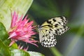 Papilio demoleus