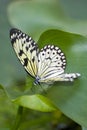 Papilio demoleus