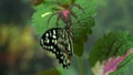 Papilio demoleus beautiful exotic butterfly from Asia, entomology hobby, insects