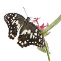 Papilio demoleus butterfly Royalty Free Stock Photo