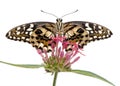 Papilio demoleus butterfly