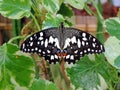 Papilio demoleus butterfly inside the Dubai Butterfly Garden Royalty Free Stock Photo