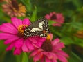 Papilio demoleus butterfly in top of red zinnia flower Royalty Free Stock Photo