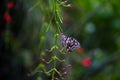 A cute Lemon butterfly, lime swallowtail and chequered swallowtail hanging on the flower plants Royalty Free Stock Photo