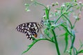 A cute Lemon butterfly, lime swallowtail and chequered swallowtail hanging on the flower plants Royalty Free Stock Photo