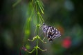 Lemon butterfly, lime swallowtail and chequered swallowtail hanging on the flower plants Royalty Free Stock Photo