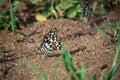 Emon butterfly, lime swallowtail and chequered swallowtail on the ground