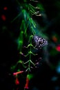 Papilio butterfly or The Common Lime Butterfly or chequered swallowtail hanging on to a plant in a dark background Royalty Free Stock Photo