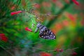 Papilio butterfly or The Common Lime Butterfly or chequered swallowtail hanging on to a plant in natures green background Royalty Free Stock Photo