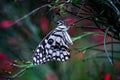 Papilio butterfly or The Common Lime Butterfly or chequered swallowtail hanging on to a plant in a dark background Royalty Free Stock Photo