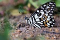 Lemon butterfly, lime swallowtail and chequered swallowtail on the ground image