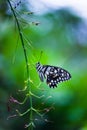 Papilio butterfly or The Common Lime Butterfly uered swallowtail hanging on to a plant in a green background Royalty Free Stock Photo