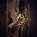 Papilio demoleus image