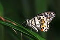 Papilio demoleus