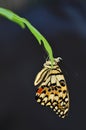 Papilio demoleus libanius butterfly