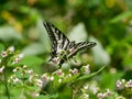 Pale Swallowtail Royalty Free Stock Photo