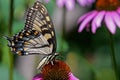 Papilio glaucus or eastern tiger swallowtail on Echinacea flower.