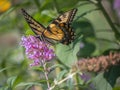 Papilio glaucus, eastern tiger swallowtail Royalty Free Stock Photo