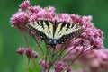 Eastern Tiger Swallowtail - Papilio glaucus - on Joe-Pye weed - Horizontal