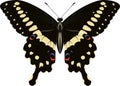 Papilio lormieri butterfly vector illustration