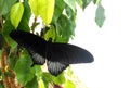 Papilio lowi or Crimson Mormon