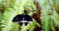 Papilio lowi or Crimson Mormon Royalty Free Stock Photo