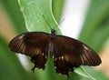 Papilio lowi or Crimson Mormon Royalty Free Stock Photo