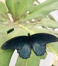 Papilio lowi or Crimson Mormon Royalty Free Stock Photo