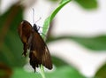 Papilio lowi or Crimson Mormon