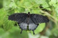 Papilio lowi on a green leaf