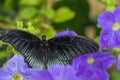 Papilio lowi species of butterflies from family of sailfish Papilionidae. Beautiful butterfly sitting on green leaf of plant Royalty Free Stock Photo